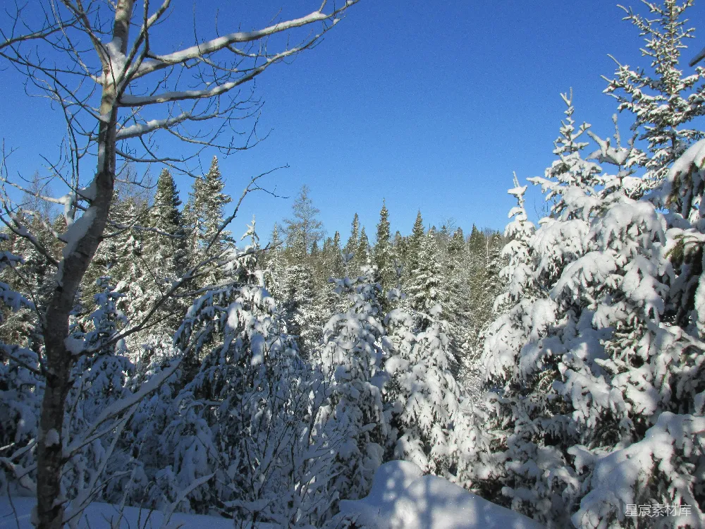 高清摄影 冬景 雪景 森林 自然 宁静 冬日雪景中的松树林