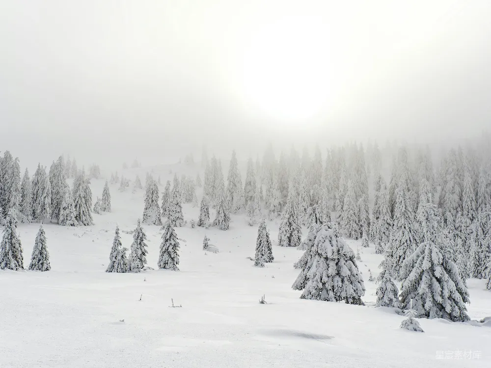 高清摄影 冬日 雪景 松树林 自然 宁静 冬日雪景中的松树林