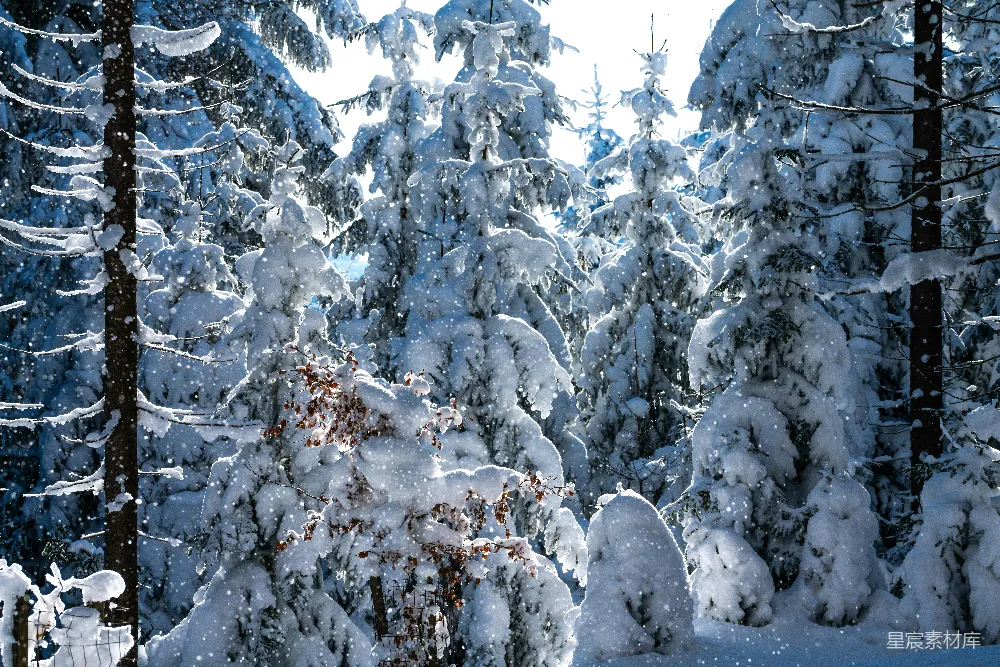 高清摄影 雪景 冬季 自然风光 森林 宁静 冬日雪景中的松树