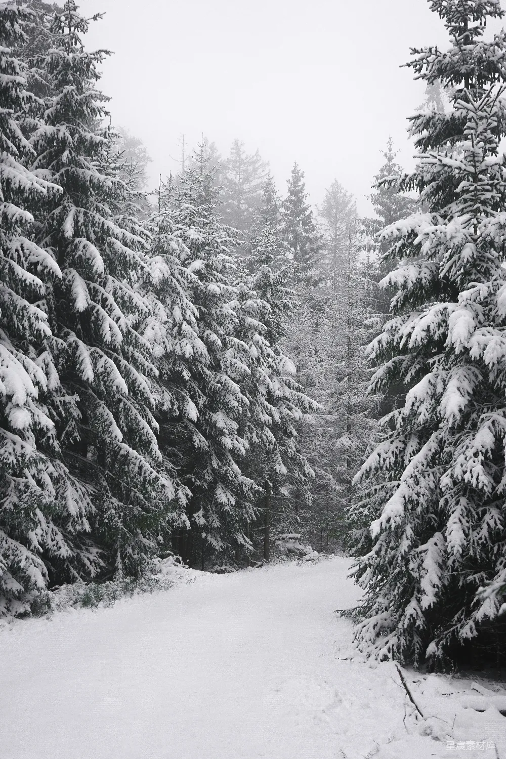 高清摄影 雪景 森林 冬季 静谧 自然 雪覆松林静谧径