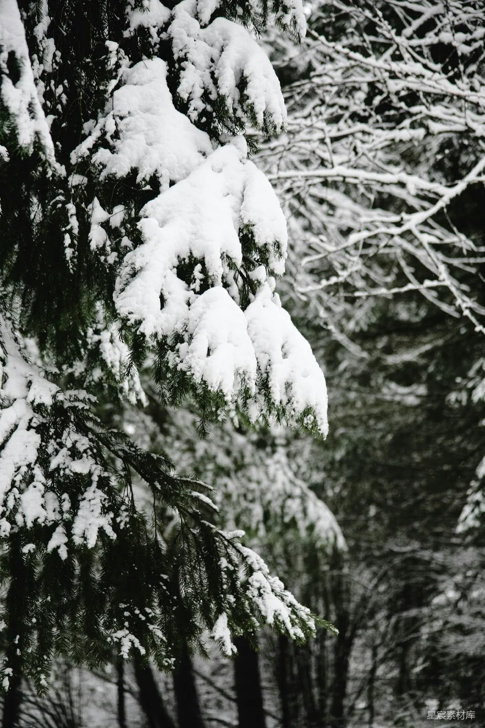 高清摄影 雪景 松树 冬季 自然 静谧 雪后的松树