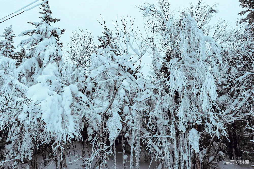 高清摄影 雪景 冬季 自然 森林 宁静 冬日雪景中的松树