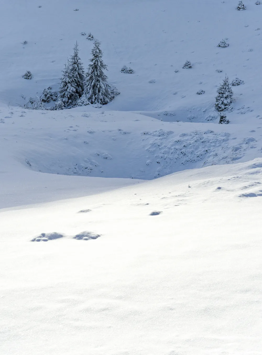 高清摄影 雪地 松树 自然风光 冬季 户外 雪地中的松树