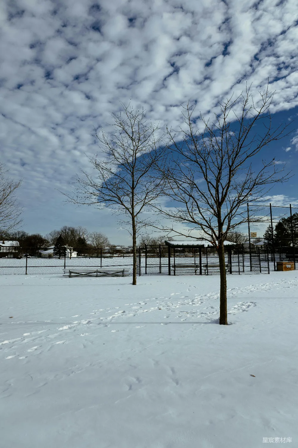 高清摄影 雪地 冬季 树 自然 宁静 冬日雪地下的孤独树