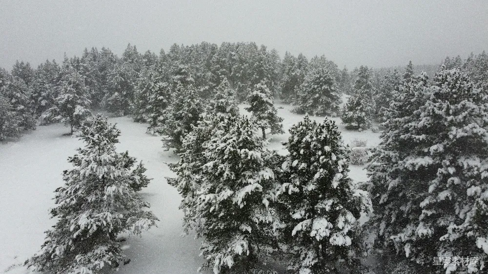 高清摄影 雪景 冬季 自然风光 森林 宁静 冬日雪景