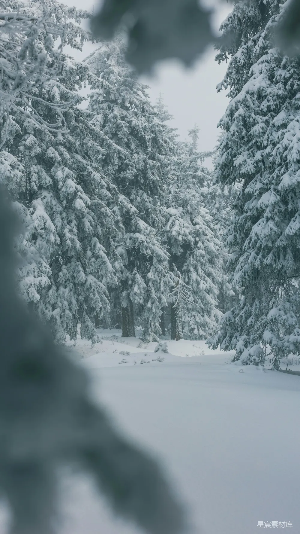 高清摄影 雪景 森林 宁静 自然 冬景 冬日森林