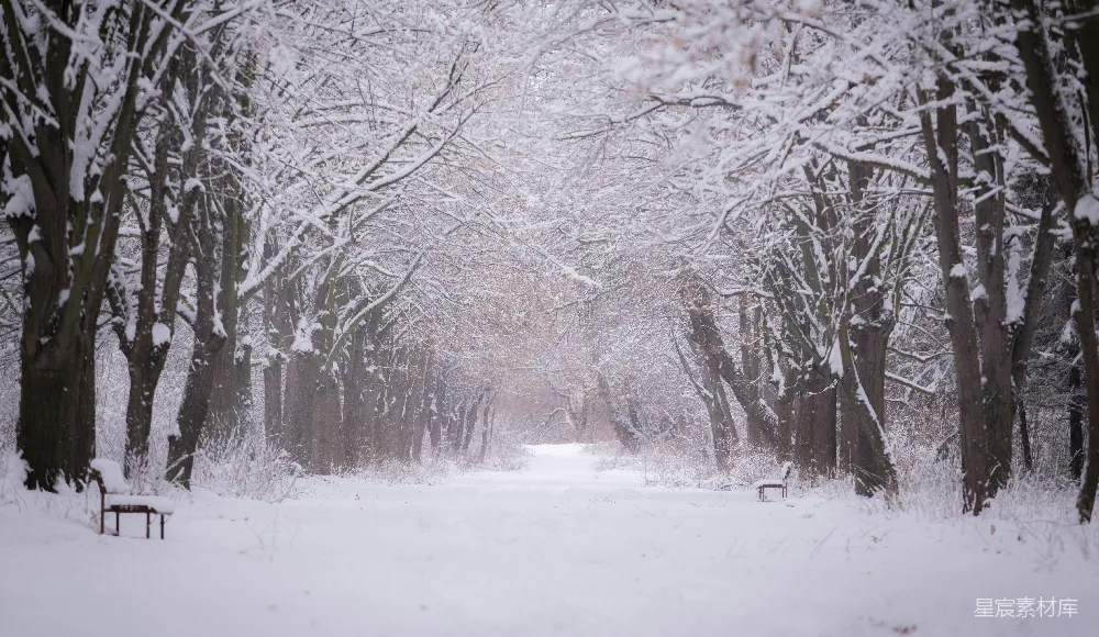 高清摄影 冬季 雪景 自然风光 户外 宁静 冬日雪景中的林荫小道