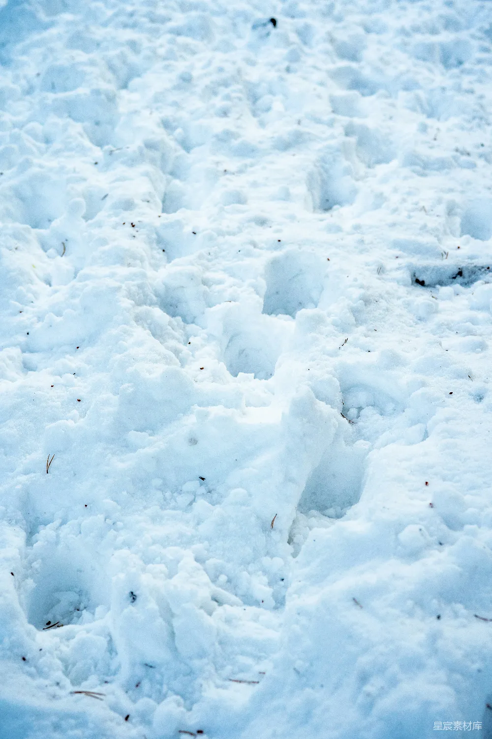 高清摄影 雪地 足迹 自然 冬季 户外 雪地中的足迹