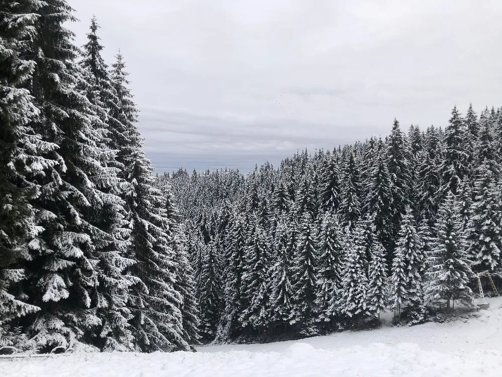 高清摄影 雪景 松林 自然风光 冬季 户外 冬日雪林