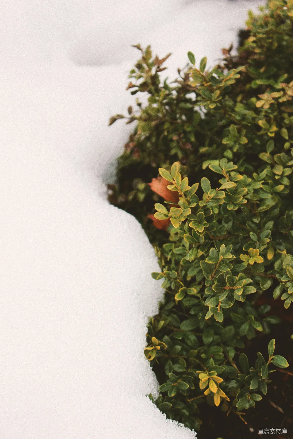 高清摄影 冬日 绿色植物 雪景 自然 宁静 冬日的绿色植物与雪