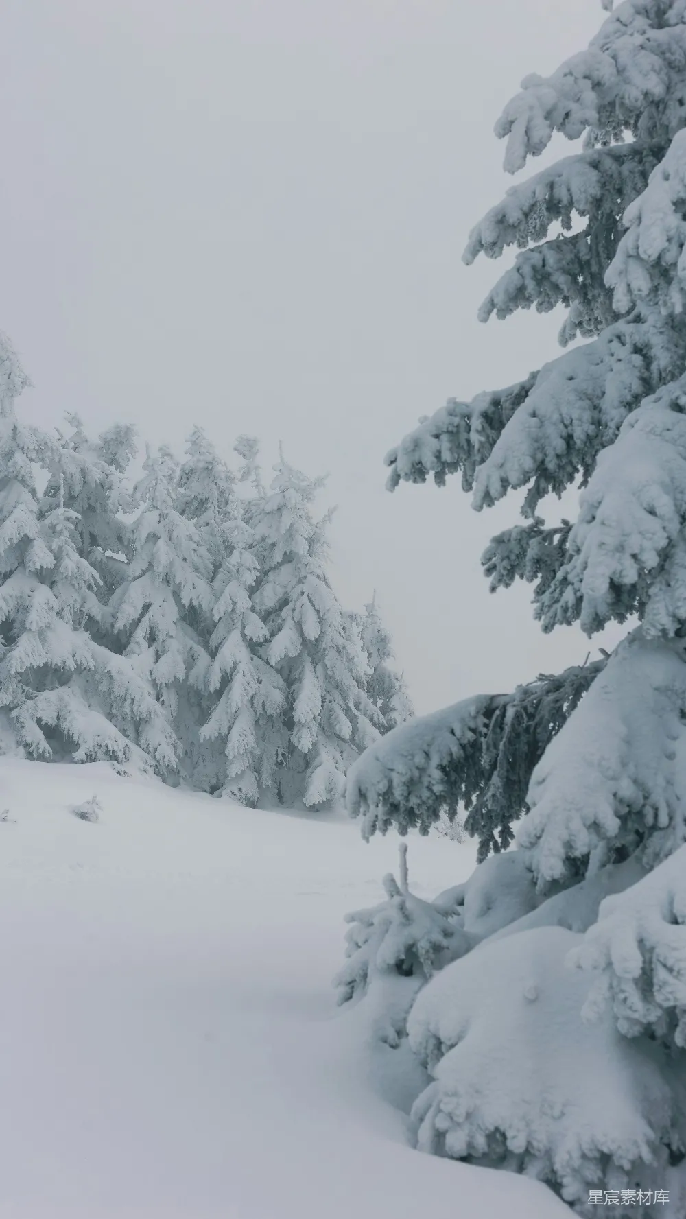 高清摄影 雪景 自然 冬季 松树 宁静 雪后的松树林