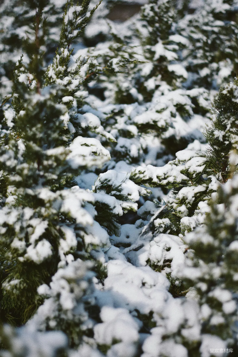 高清摄影 冬景 雪景 自然 宁静 户外 冬日松枝