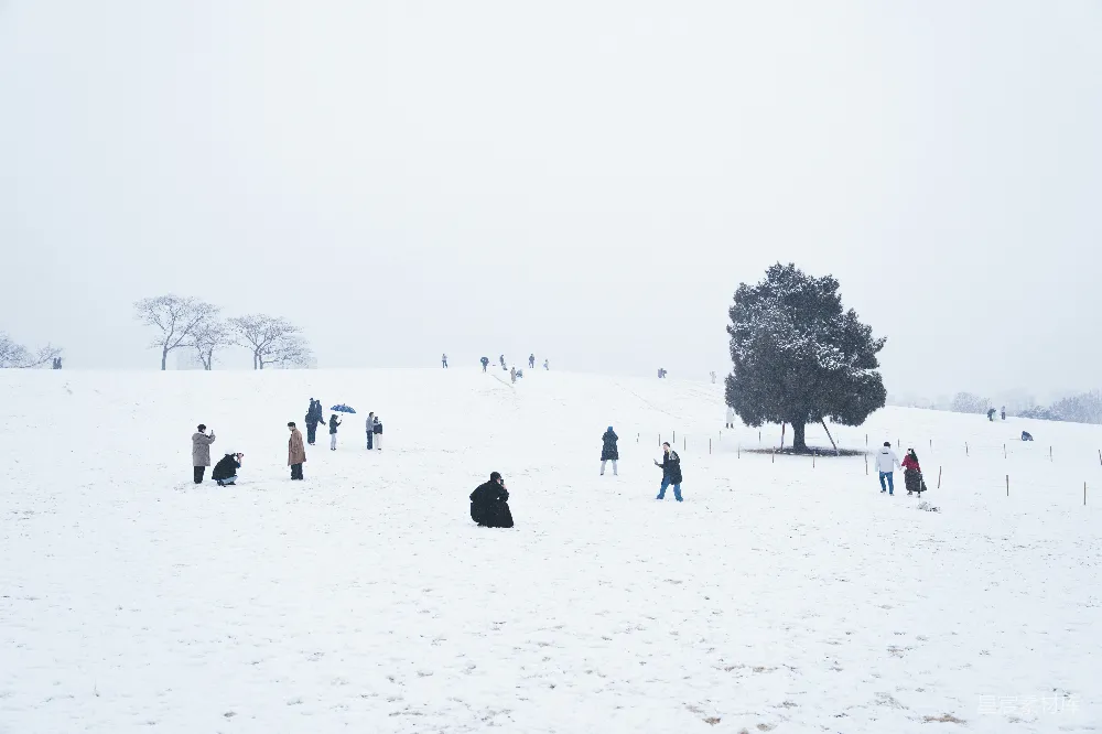 高清摄影 雪景 冬季 户外 休闲 自然 雪地里的静谧时光