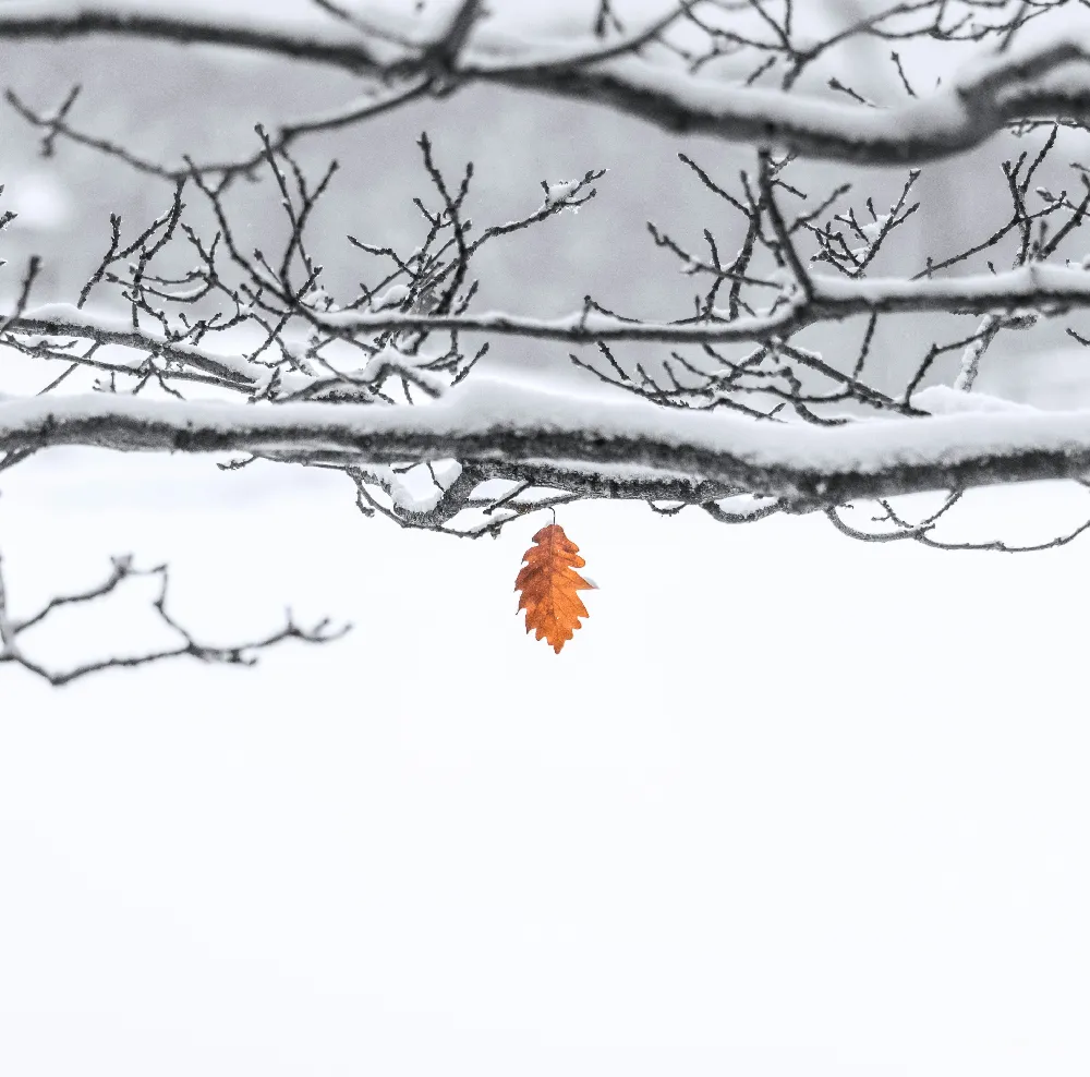 高清摄影 雪景 秋叶 自然 冬季 孤独 雪中独立的秋叶