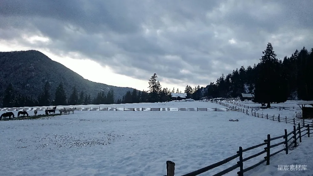 高清摄影 雪景 牧场 宁静 冬季 自然 冬日牧场的宁静时光