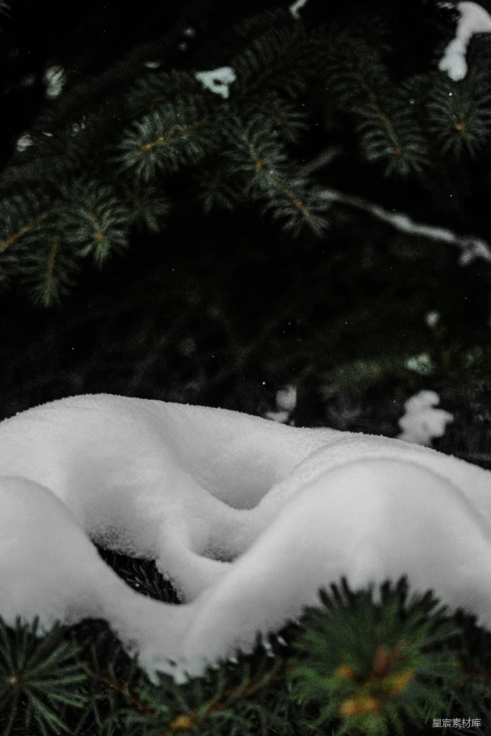 高清摄影 雪景 自然风光 冬日 松树 宁静 雪中松枝