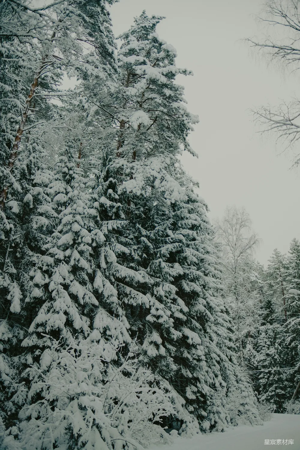 高清摄影 冬日 雪景 森林 自然 宁静 冬日雪景中的松树林