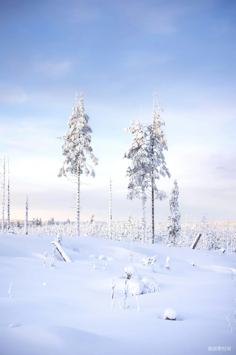 高清摄影 冬季 雪景 自然 宁静 户外 雪地中的松树