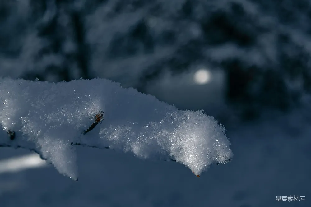 高清摄影 雪景 自然风光 冬季 静谧 冷色调 冬日雪枝