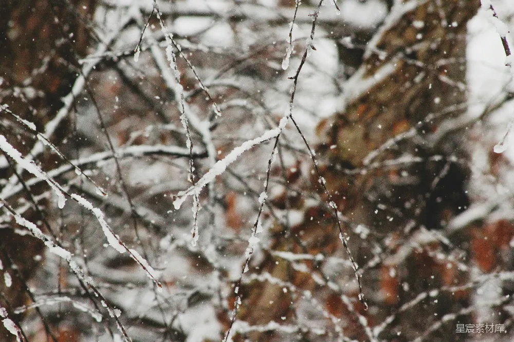 高清摄影 雪景 冬季 自然 宁静 树枝 冬日雪景中的树枝