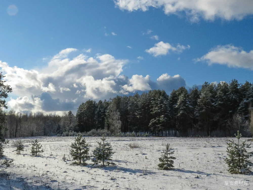 高清摄影 雪景 森林 松树 冬季 自然 冬日雪景中的松树