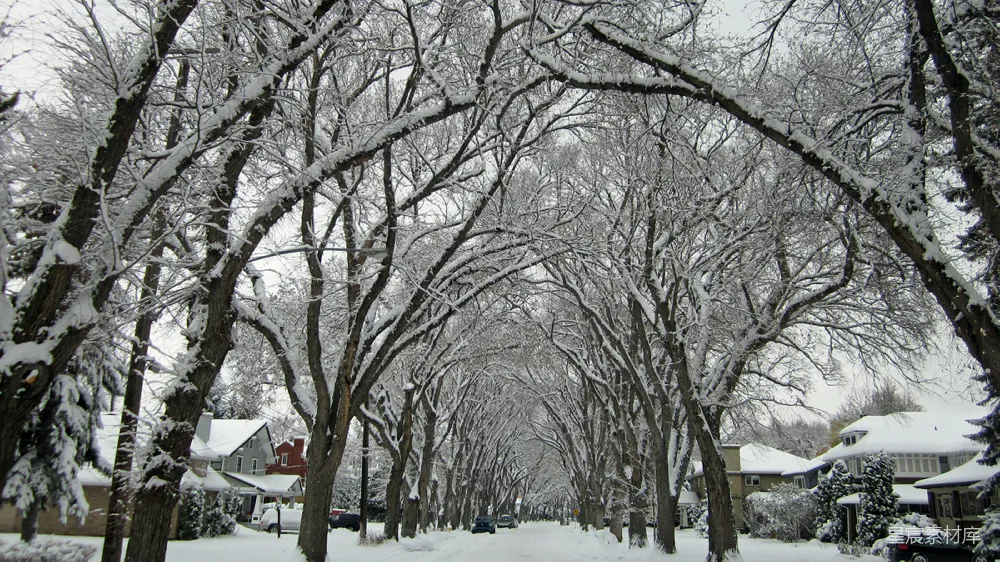 高清摄影 雪景 冬季 宁静 自然风光 城市风景 雪后静谧的街道
