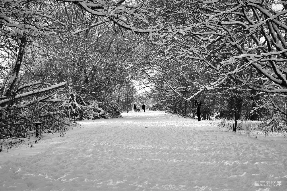 高清摄影 冬季 雪景 森林 自然 宁静 冬日雪景中的森林小径