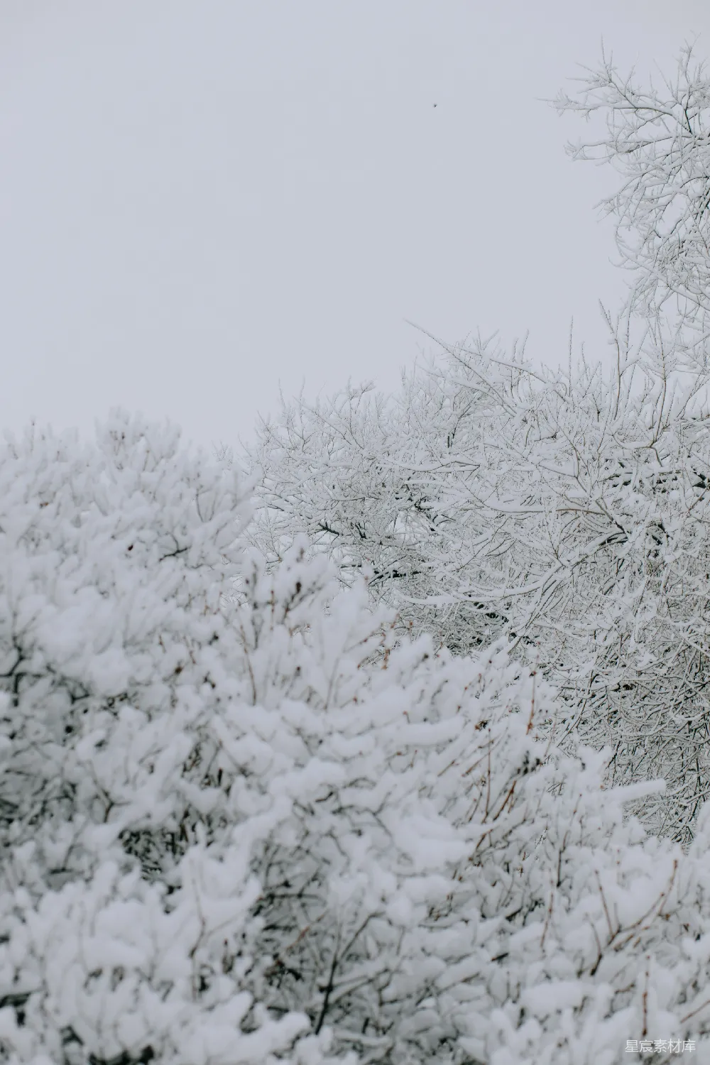 高清摄影 雪景 冬季 自然风光 宁静 纯净 冬日雪景