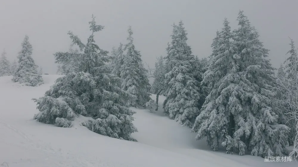 高清摄影 雪景 松树 自然 冬季 宁静 雪中的松树