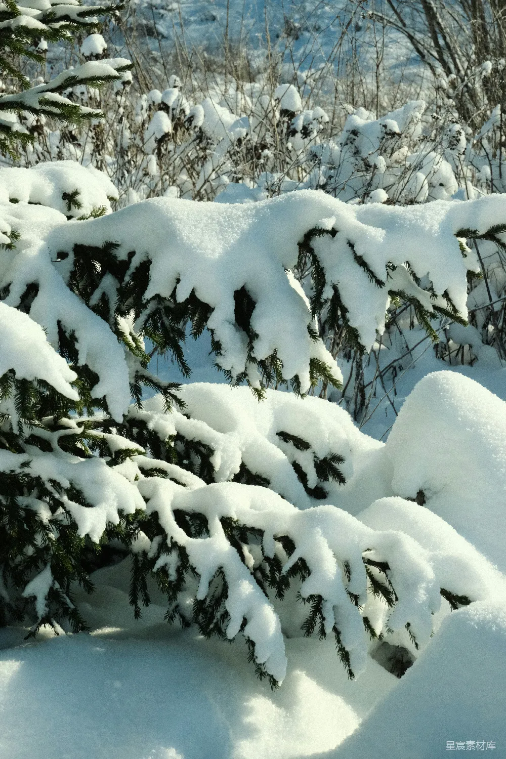高清摄影 雪景 冬季 自然 宁静 松树 冬日松枝上的雪景