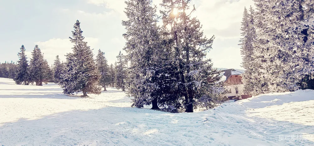 高清摄影 冬季 雪景 自然风光 乡村 宁静 冬日雪景中的松树与小屋