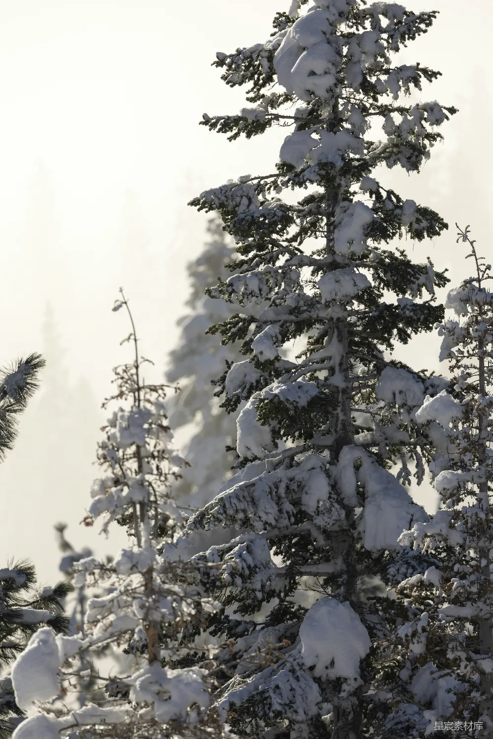 高清摄影 雪景 松树 冬季 自然风光 户外 冬日雪景中的松树