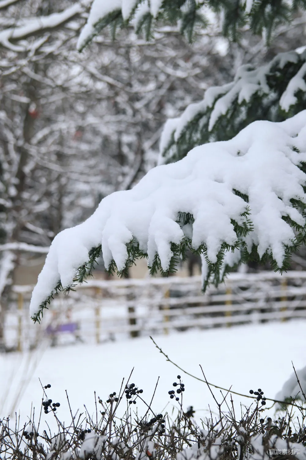 高清摄影 冬季 雪景 自然 松树 宁静 冬日雪景中的松树枝