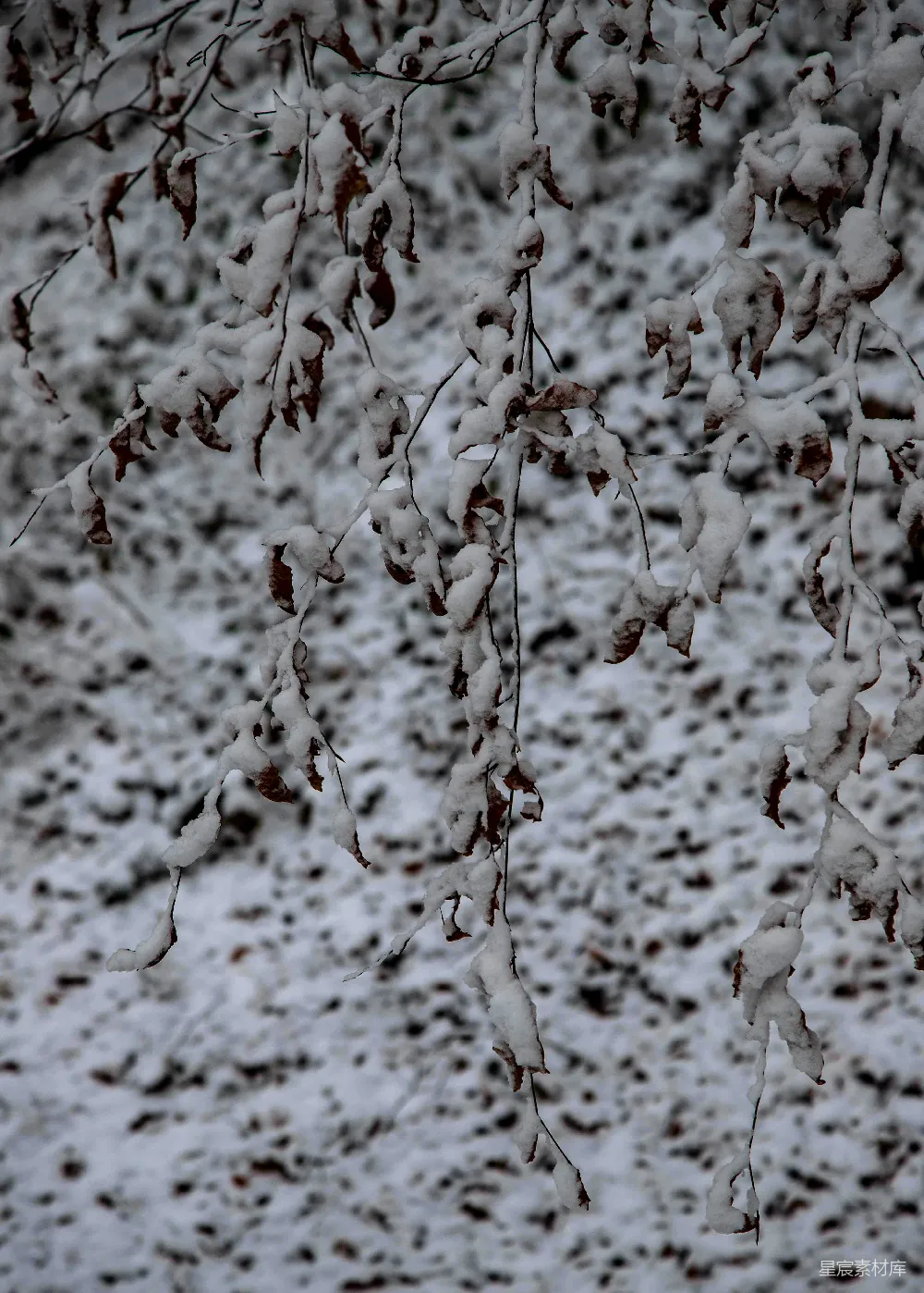 高清摄影 冬季 雪景 自然 枯枝 静谧 冬日雪景中的枯枝