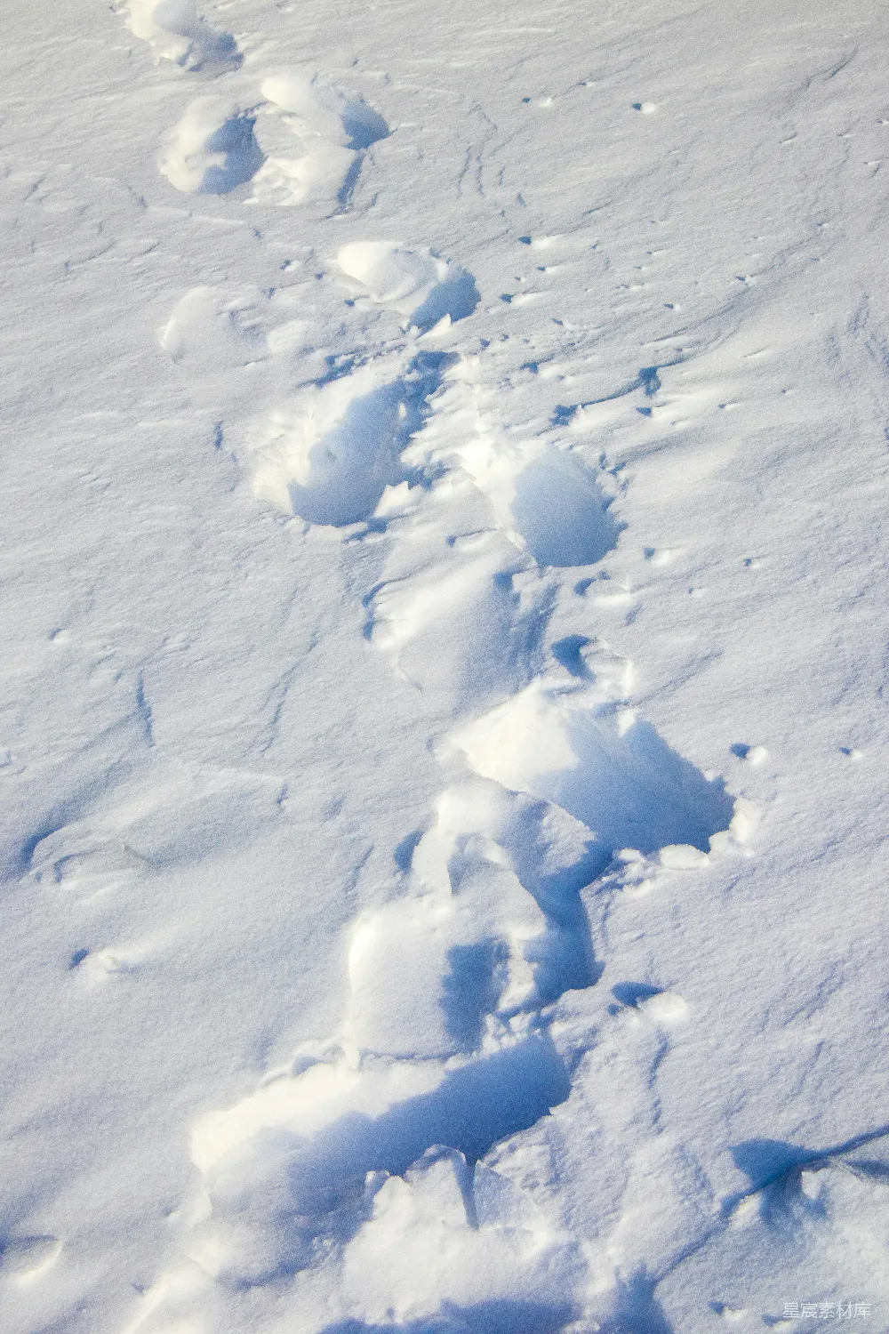 高清摄影 雪地 动物 足迹 自然 户外 雪地上的动物足迹