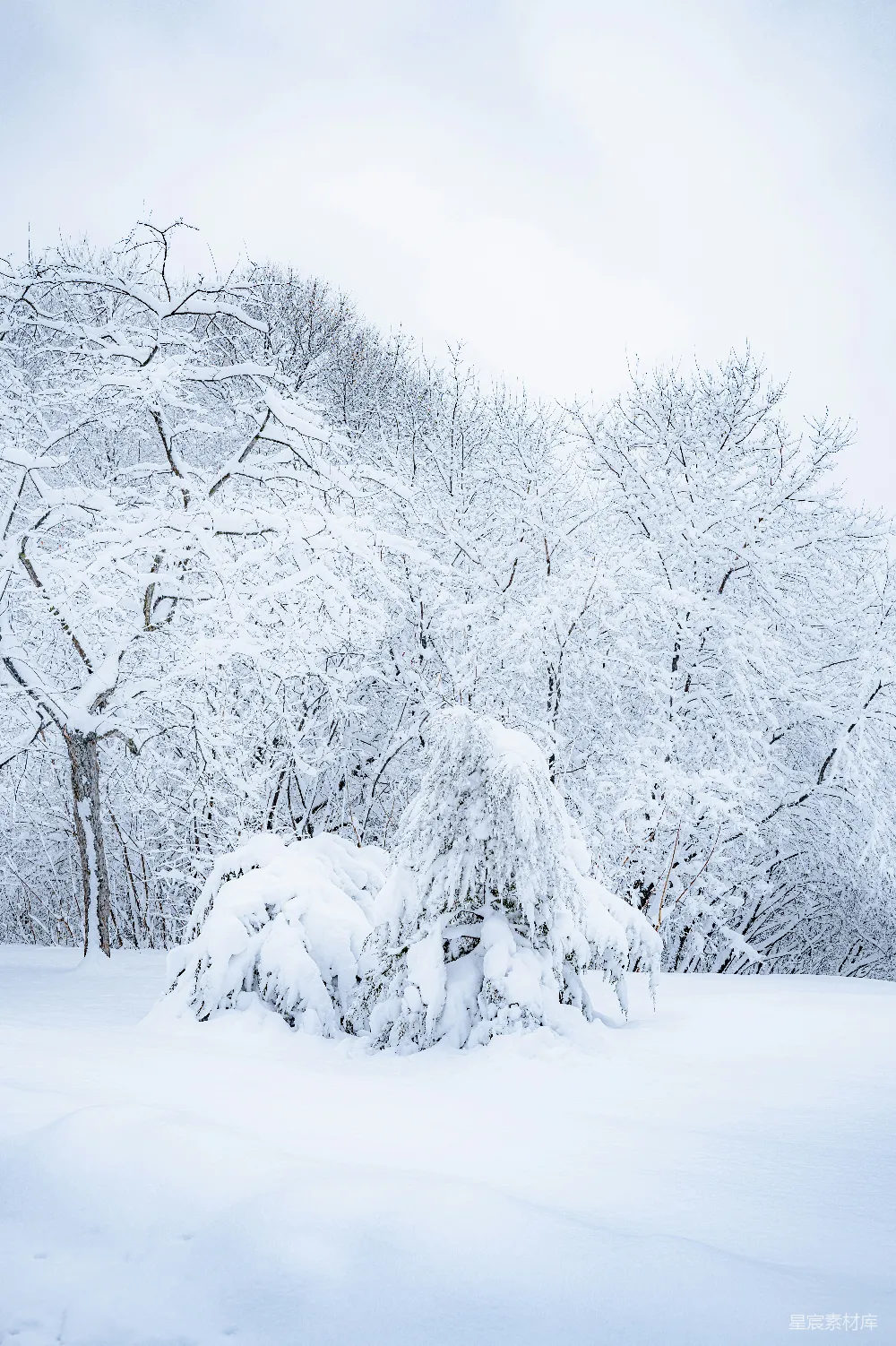 高清摄影 雪景 冬季 自然风光 宁静 森林 雪后的宁静森林