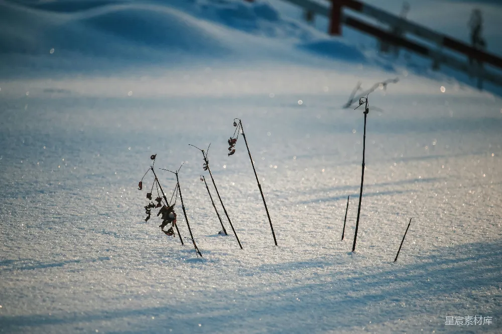 高清摄影 雪地 植物 阳光 冬季 自然 冬日阳光下的雪地植物