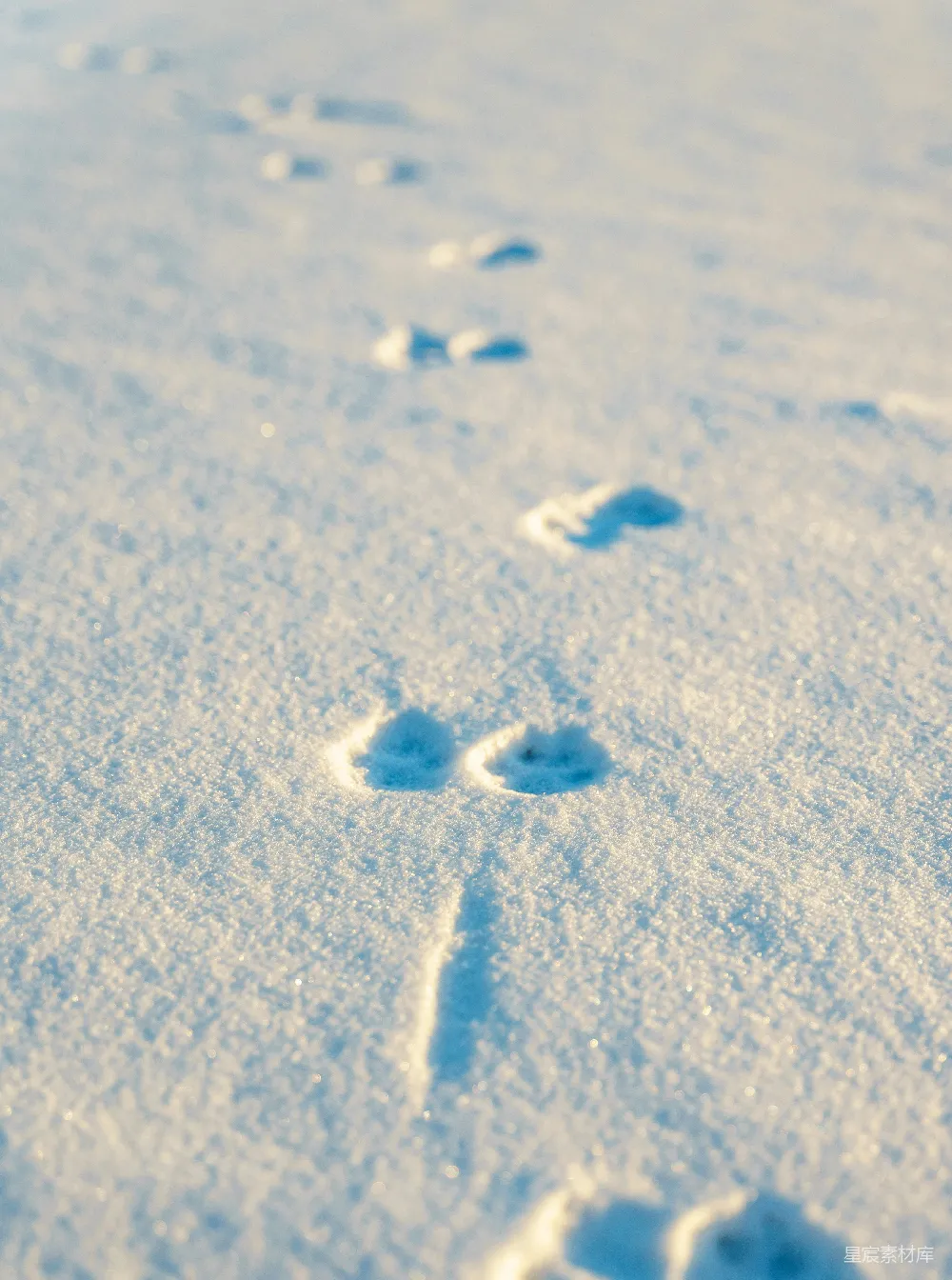 高清摄影 自然 雪景 动物踪迹 冬季 宁静 雪地上的足迹