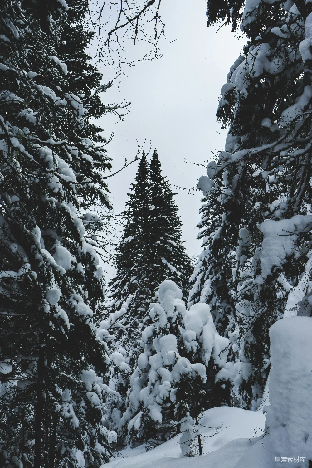 高清摄影 冬季 雪景 森林 自然风光 宁静 冬日雪林