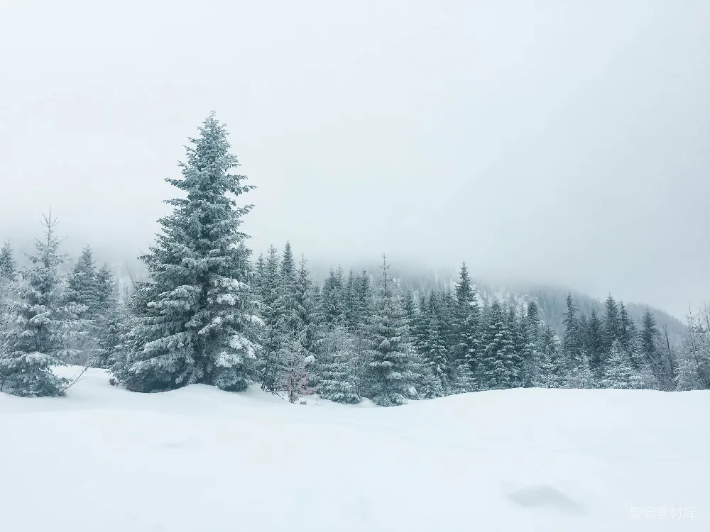 高清摄影 冬景 雪景 自然风光 松树 宁静 冬日雪景中的松树
