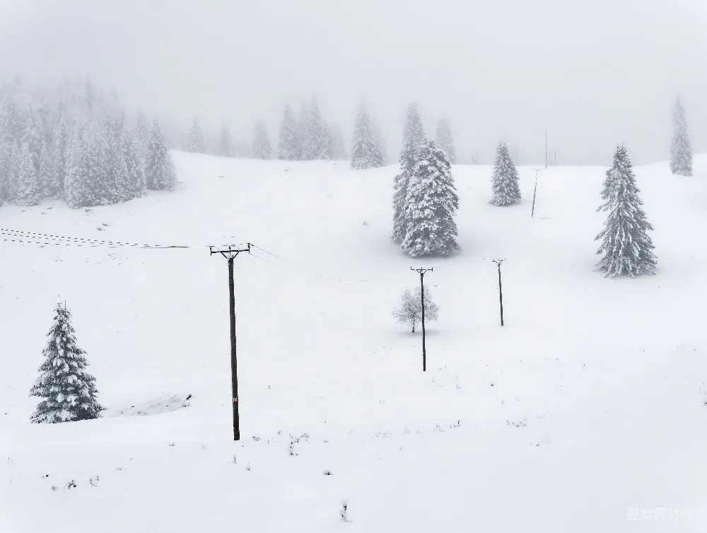 高清摄影 雪景 冬季 自然风光 宁静 户外 冬日雪景中的松树与电线杆