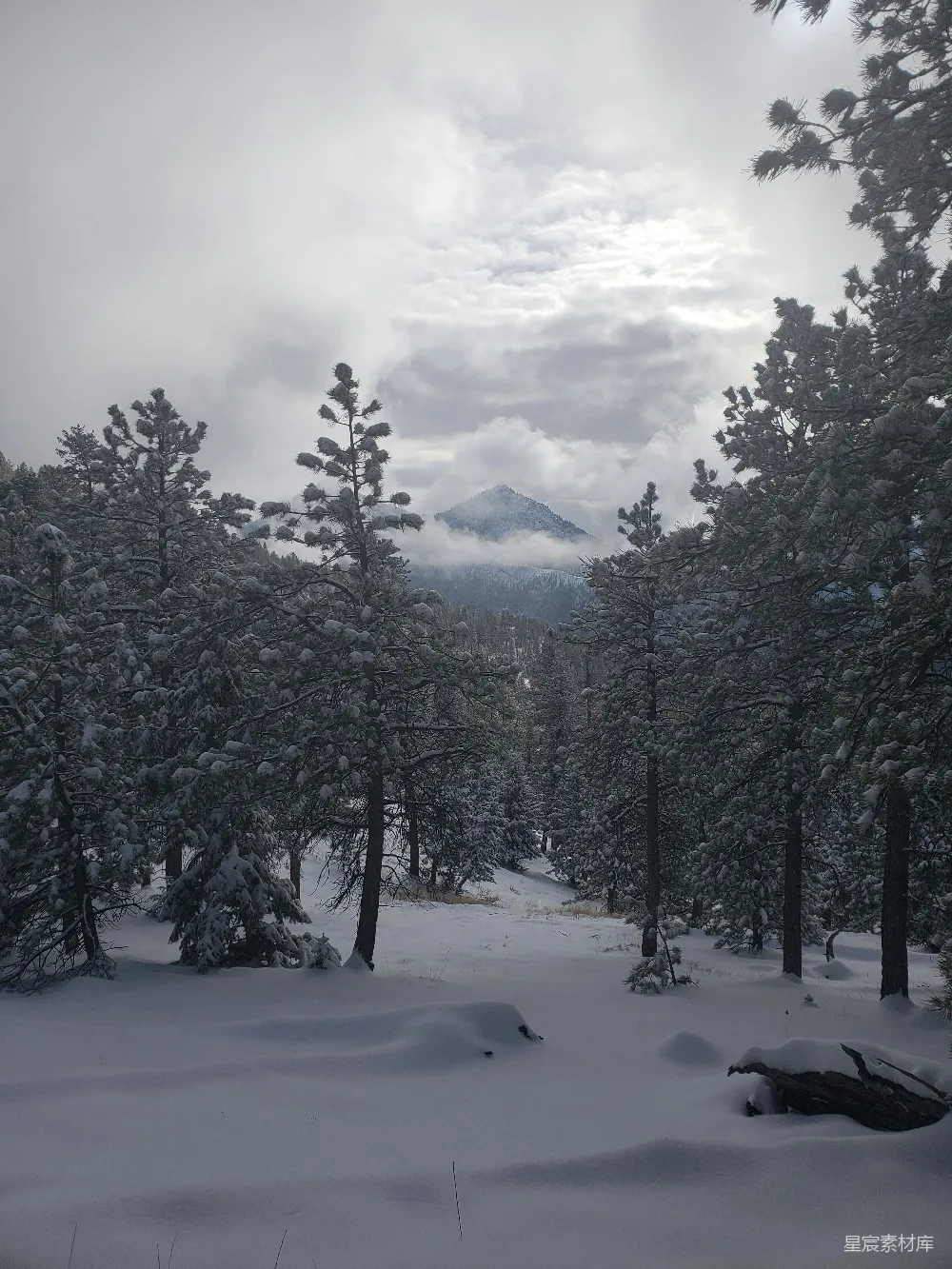 高清摄影 雪景 森林 宁静 自然风光 冬季 雪后松林的宁静之美