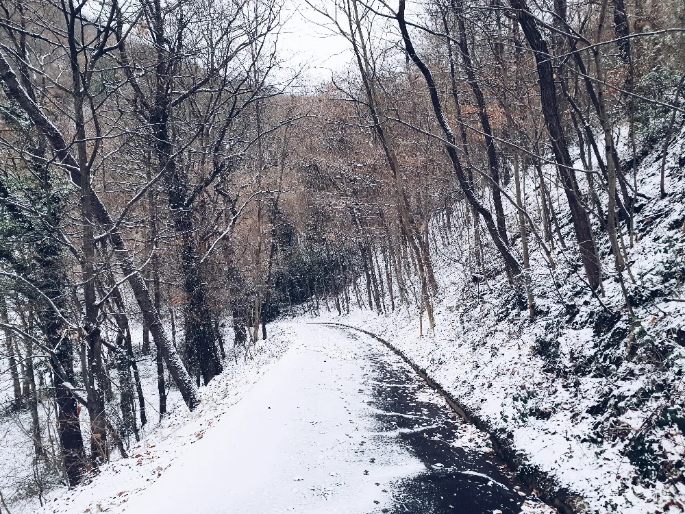 高清摄影 雪景 森林 小径 冬季 宁静 雪后的森林小径