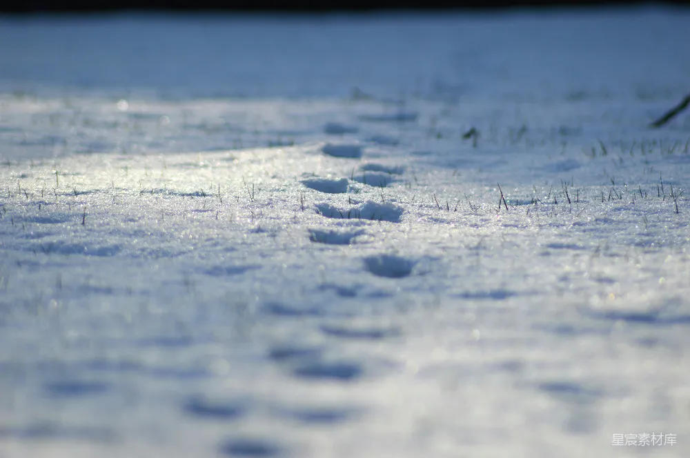 高清摄影 雪地 足迹 自然 宁静 冬季 雪地中的足迹