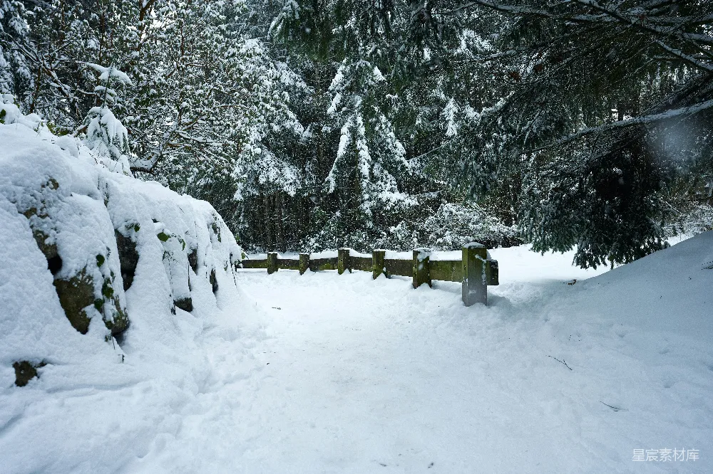 高清摄影 雪景 冬季 自然 小径 宁静 雪后森林的小径
