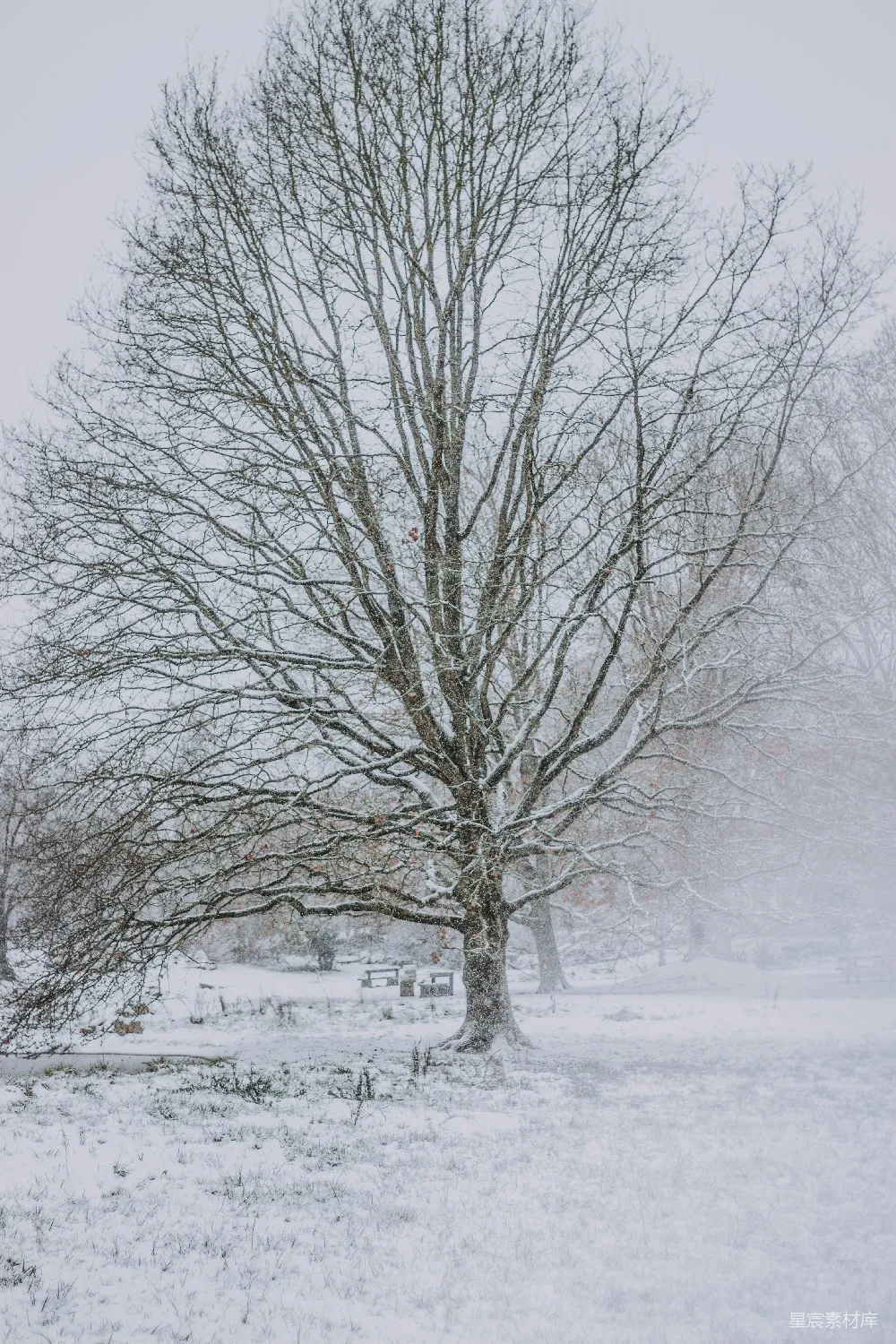 高清摄影 雪景 冬季 自然 静谧 孤独 冬日雪景中的孤树