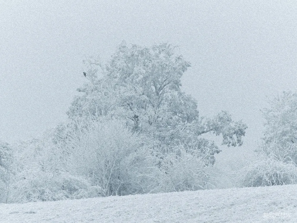 高清摄影 冬景 雪景 自然 宁静 户外 冬日雪景中的树