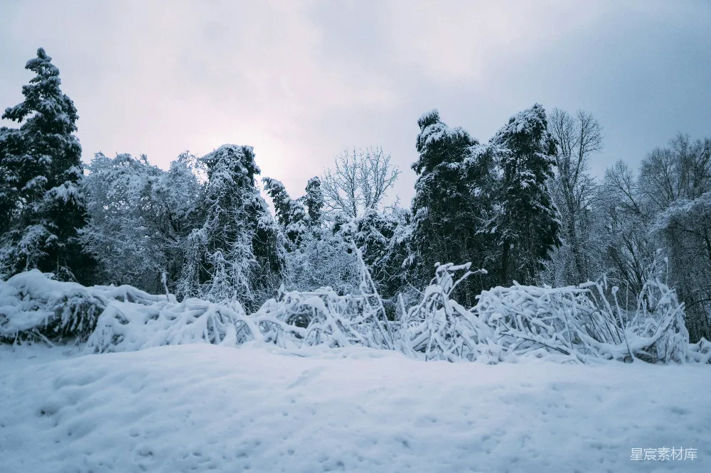 高清摄影 雪景 冬季 自然 宁静 户外 冬日雪景