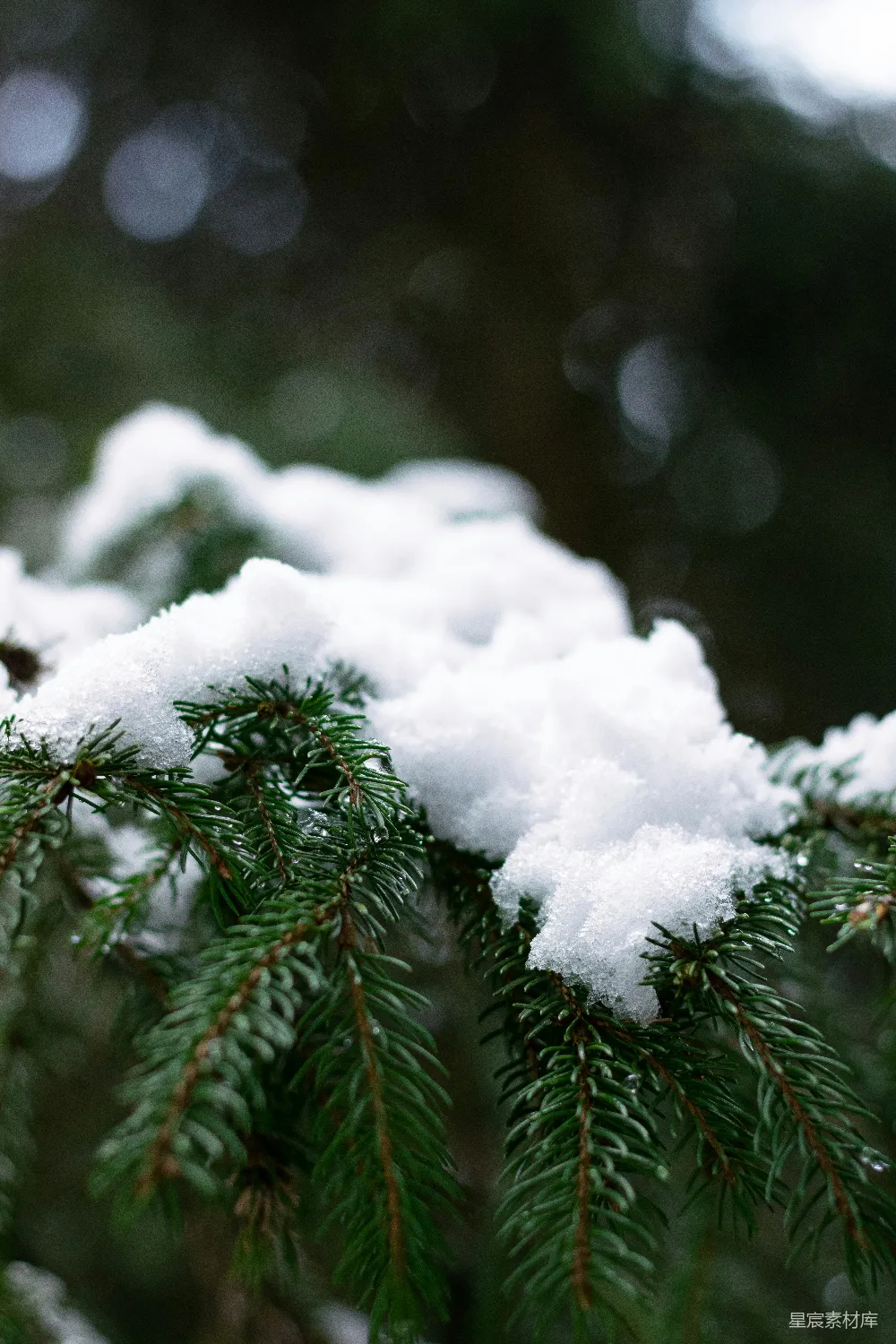 高清摄影 雪景 冬季 松树 自然风光 宁静 冬日松枝上的雪