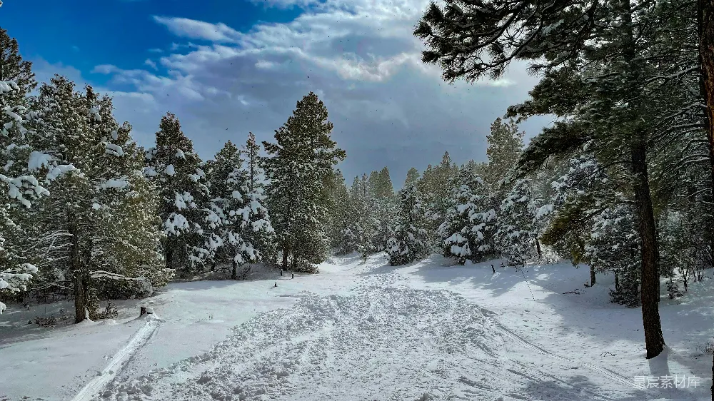 高清摄影 雪景 松林 自然 冬季 户外 冬日松林雪景
